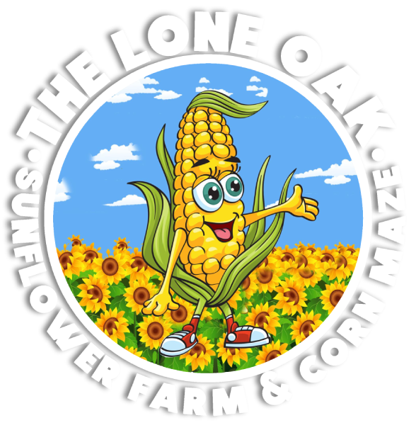 The Lone Oak Sunflower Farm & Corn Maze